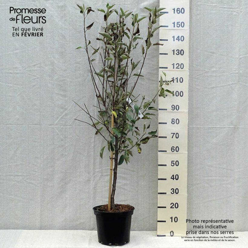 Example of Apfelbaum Elstar - Malus domestica Topf mit 7,5L/10L, Gobelet-Form as you get in automne