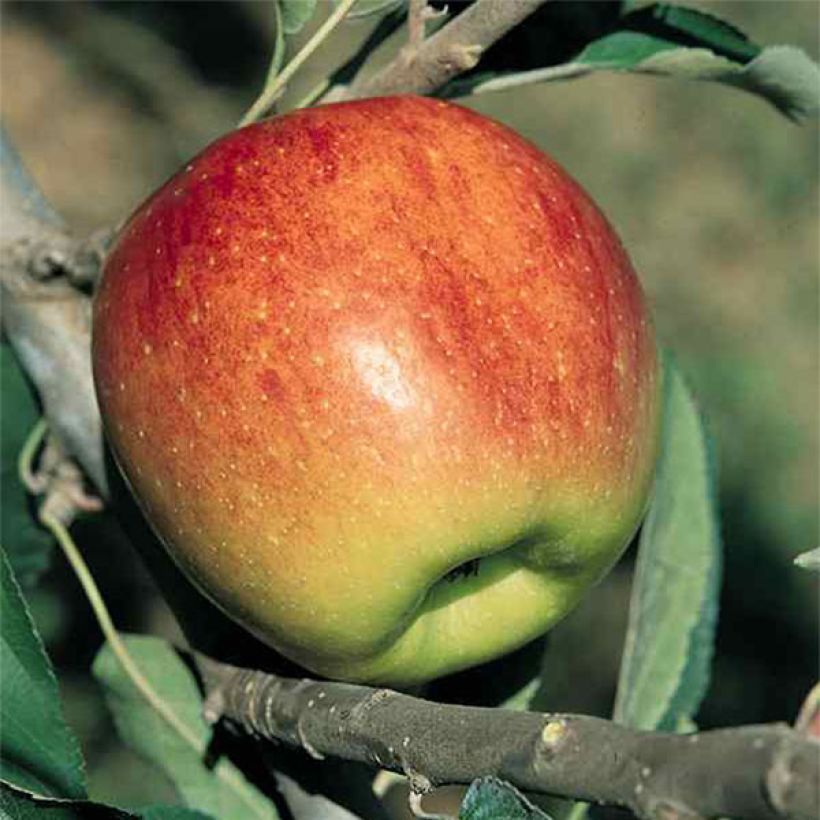 Apfelbaum Fuji - Malus domestica (Harvest)