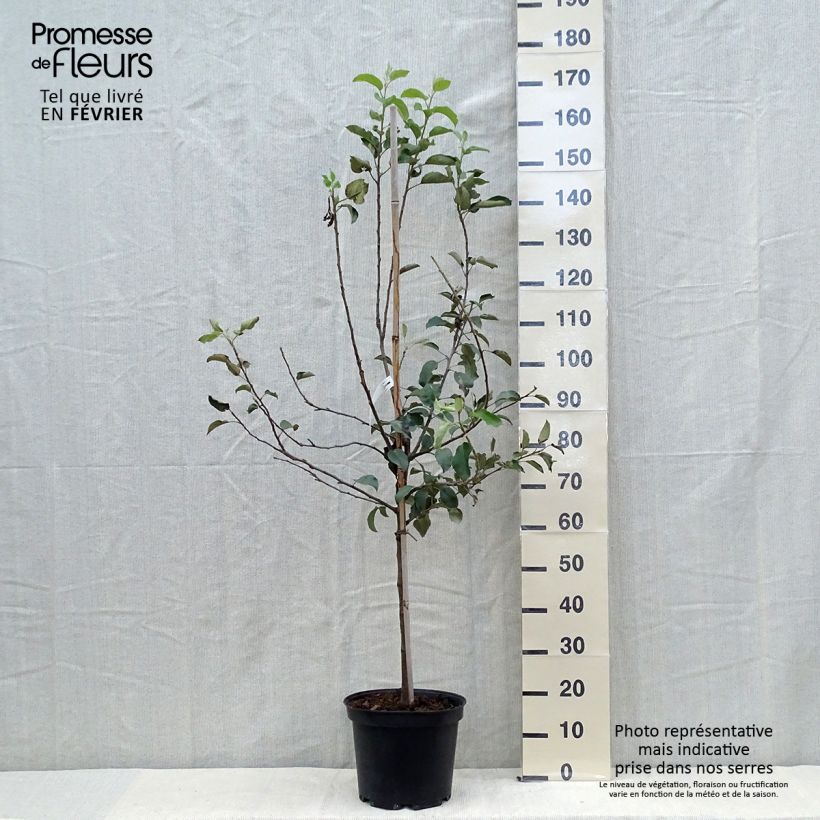 Example of Apfelbaum Fuji - Malus domestica Topf mit 7,5L/10L, Gobelet-Form as you get in automne