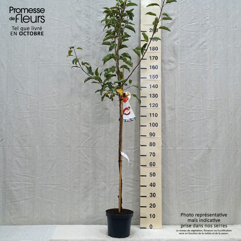 Example of Apfelbaum Gala - Malus domestica Topf mit 7,5L/10L, Halbstamm as you get in automne