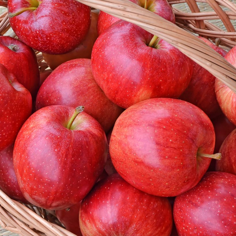 Apfelbaum Gala - Malus domestica (Harvest)