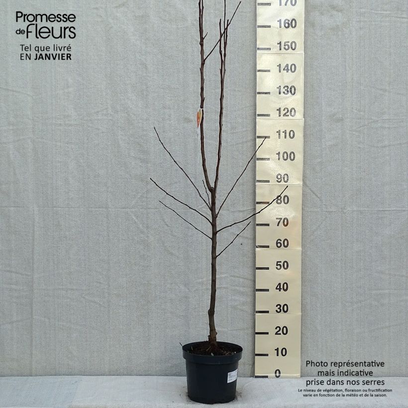 Exemplar von Apfelbaum Gala - Malus domestica Topf mit 7,5L/10L, Gobelet-Form wie im Winter geliefert