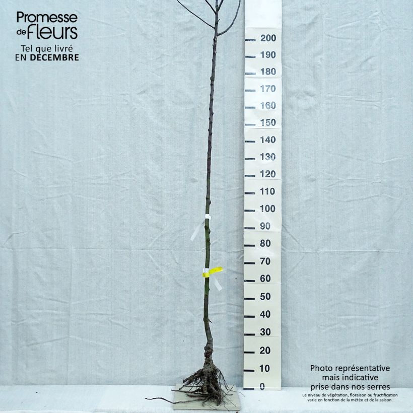 Example of Apfelbaum Gloster - Malus domestica Wurzelnackt, Hochstamm as you get in hiver