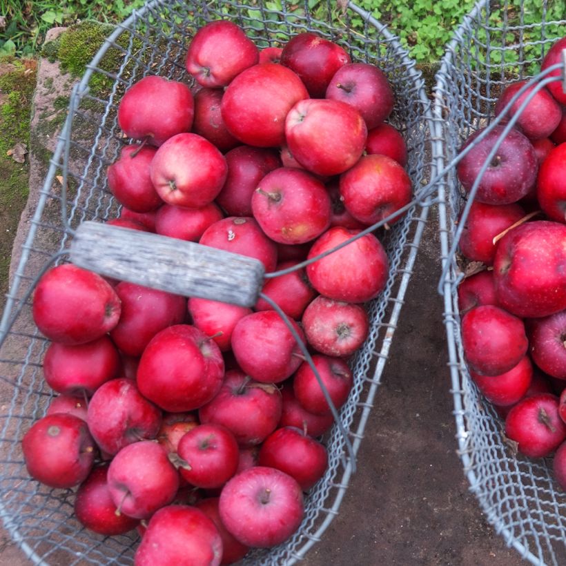 Apfelbaum Gloster - Malus domestica (Harvest)
