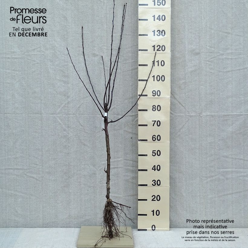 Example of Apfelbaum Gloster - Malus domestica Wurzelnackt, Gobelet-Form as you get in hiver
