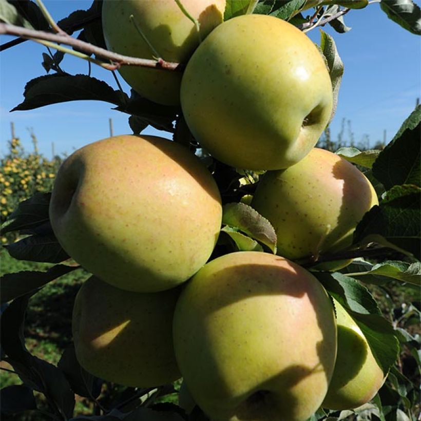 Apfelbaum Golchard - Malus domestica (Harvest)