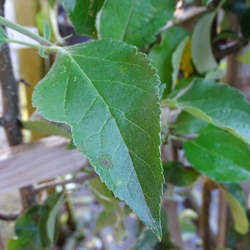 Apfelbaum Golden Delicious - Malus domestica (Foliage)