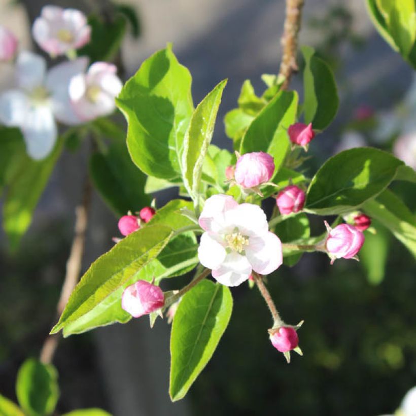 Apfelbaum Golden Delicious - Malus domestica (Flowering)