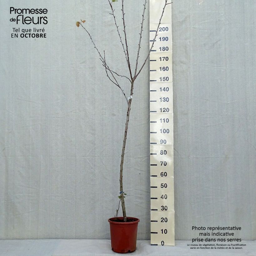 Example of Apfelbaum Golden Delicious - Malus domestica Topf mit 7,5L/10L, Halbstamm as you get in automne