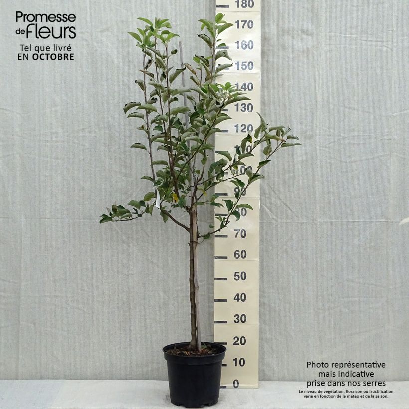 Example of Apfelbaum Golden Delicious - Malus domestica Topf mit 7,5L/10L, Gobelet-Form as you get in automne