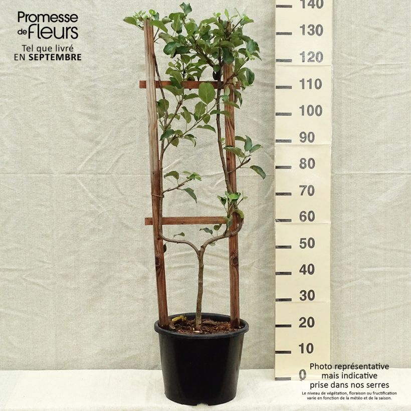 Example of Apfelbaum Golden Delicious - Malus domestica Topf mit 7,5L/10L, Spalierobst einfach U-Form as you get in automne