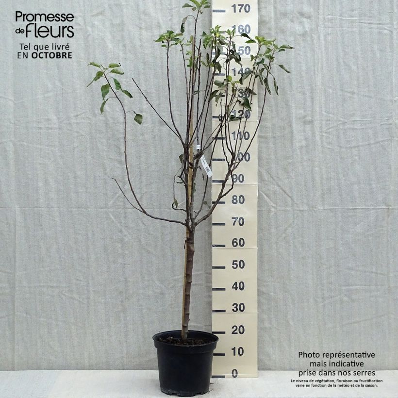 Example of Apfelbaum Grand Alexandre - Malus domestica Topf mit 7,5L/10L, Gobelet-Form as you get in automne