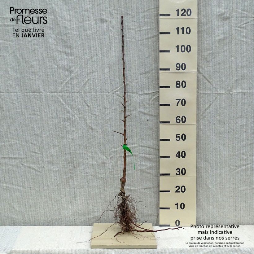 Example of Apfelbaum Reinette Grand-mère Bio - Malus domestica Wurzelnackt, Heister as you get in hiver