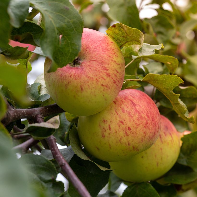 Apfelbaum Reinette Grand-mère Bio - Malus domestica (Harvest)