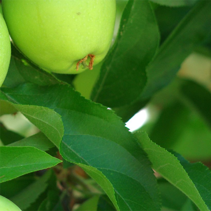 Apfelbaum Granny Smith - Malus domestica (Foliage)