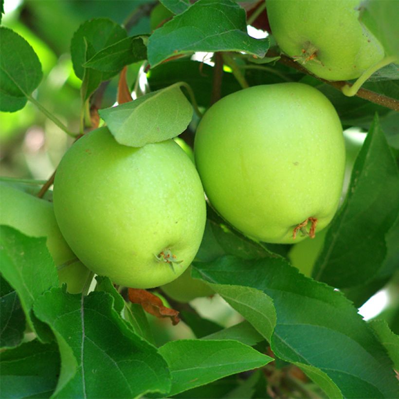 Apfelbaum Granny Smith - Malus domestica (Harvest)