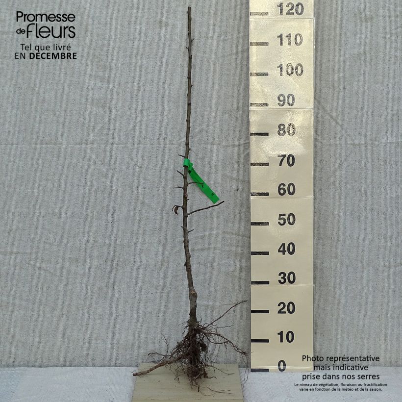 Example of Apfelbaum Granny Smith - Malus domestica Wurzelnackt, Heister as you get in hiver
