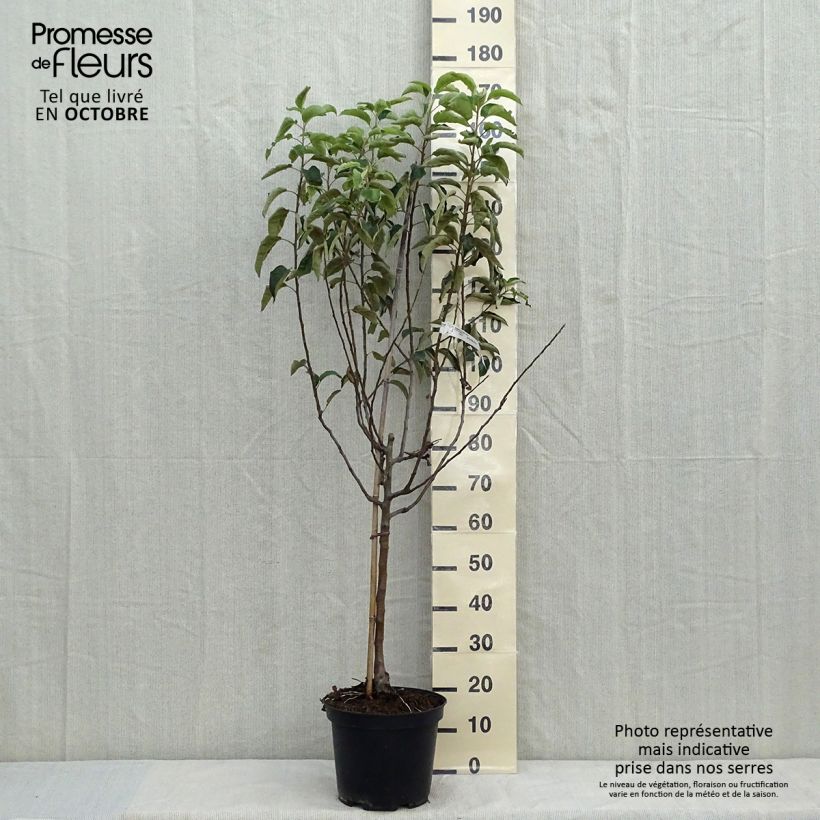 Example of Apfelbaum Granny Smith - Malus domestica Topf mit 7,5L/10L, Gobelet-Form as you get in automne