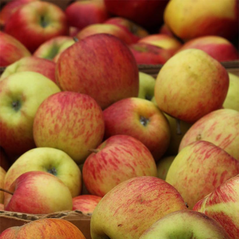 Apfelbaum Gravenstein - Malus domestica (Harvest)