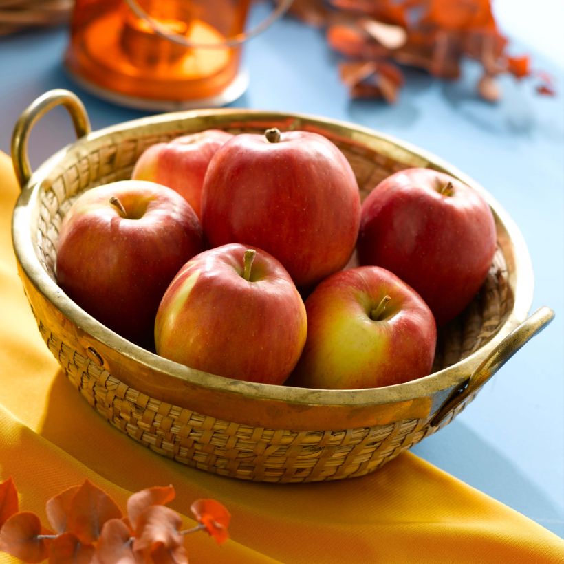 Apfelbaum Harmonie - Malus domestica (Harvest)
