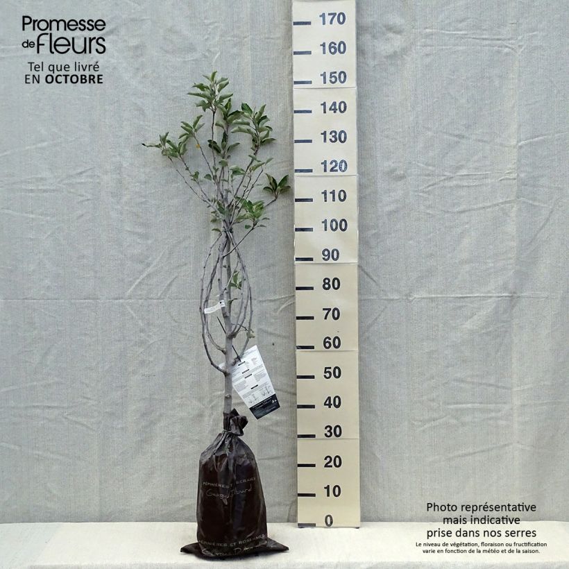 Example of Apfelbaum Harmonie - Malus domestica Plug "Fertig-zum-Pflanzen", Gobelet-Form as you get in automne