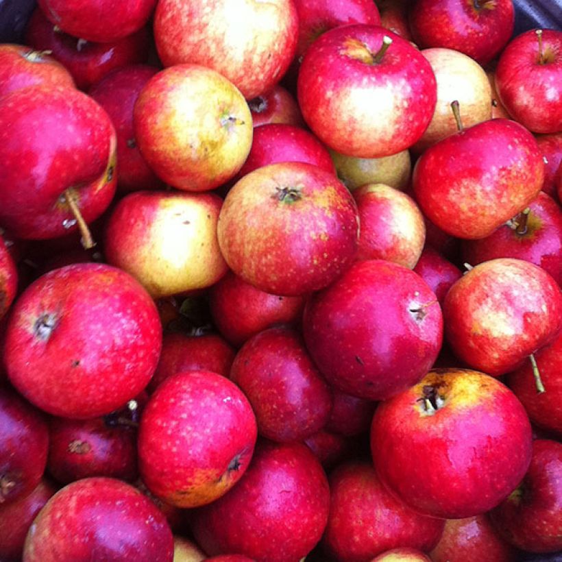 Apfelbaum Ingrid Marie - Malus domestica (Harvest)