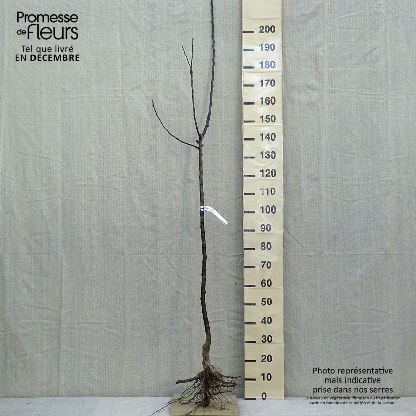 Example of Apfelbaum Jacques Lebel - Malus domestica Wurzelnackt, Halbstamm as you get in hiver