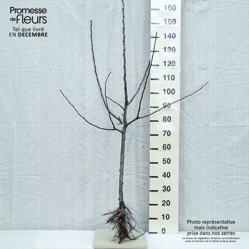 Example of Apfelbaum Jacques Lebel - Malus domestica Wurzelnackt, Gobelet-Form as you get in hiver