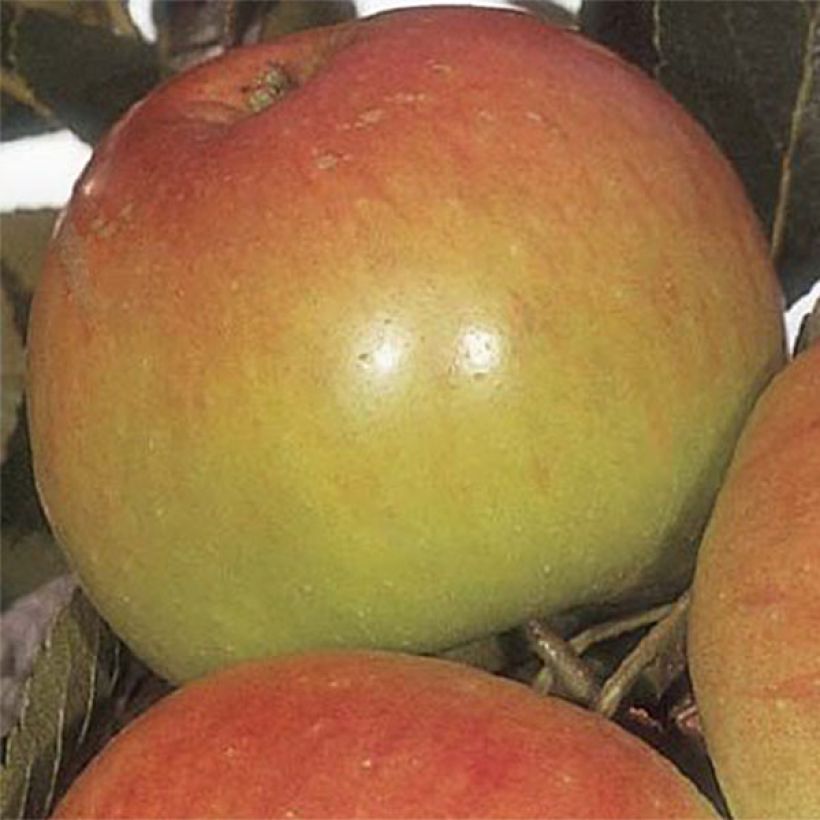 Apfelbaum James Grieve - Malus domestica (Harvest)
