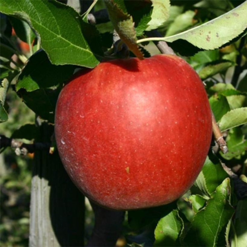 Apfelbaum Jonagold - Malus domestica (Harvest)