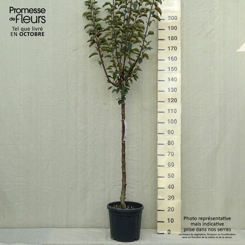 Example of Apfelbaum Jonagold - Malus domestica Topf mit 7,5L/10L, Halbstamm as you get in automne