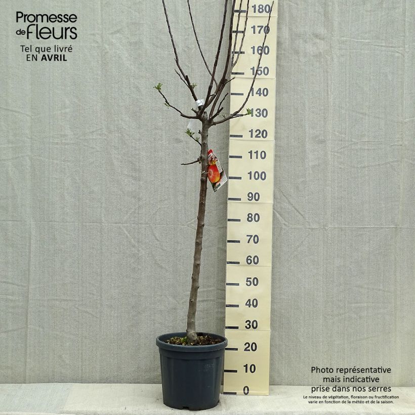 Exemplar von Apfelbaum Jonagold - Malus domestica Topf mit 7,5L/10L, Halbstamm wie im Frühjahr geliefert