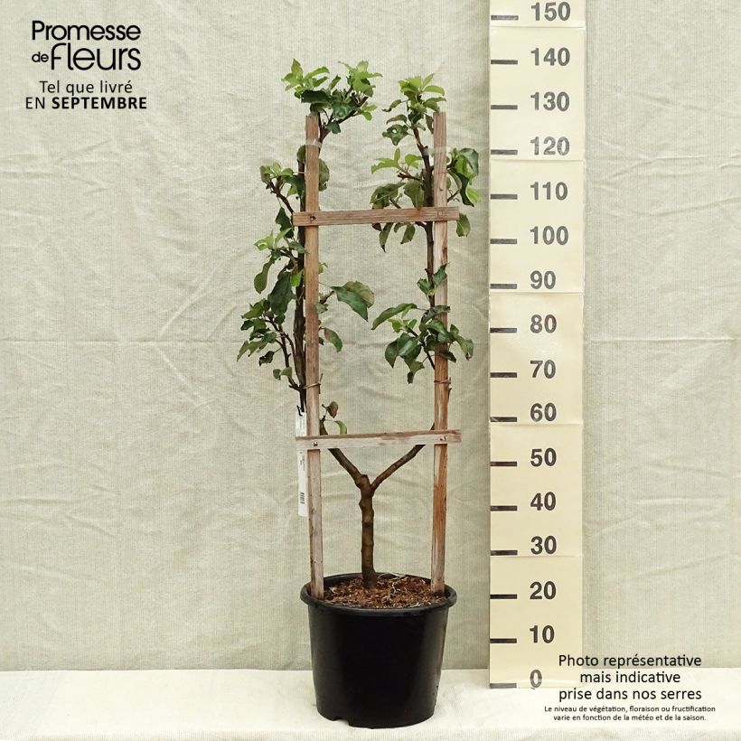 Example of Apfelbaum Jonagold - Malus domestica Topf mit 7,5L/10L, Spalierobst einfach U-Form as you get in automne
