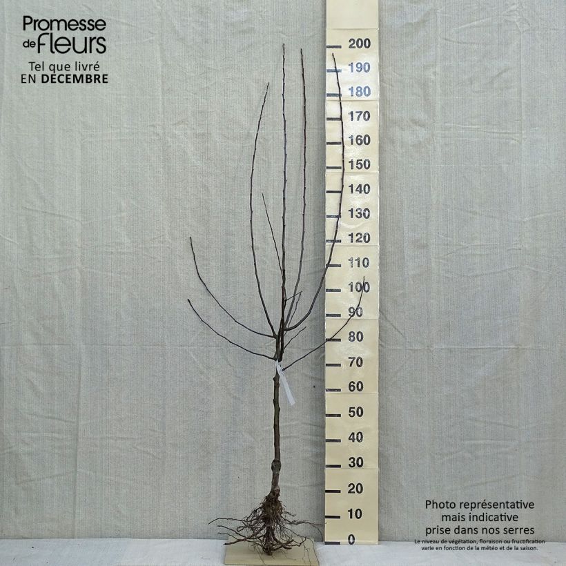 Example of Apfelbaum Jonathan - Malus domestica Wurzelnackt, Halbstamm as you get in hiver
