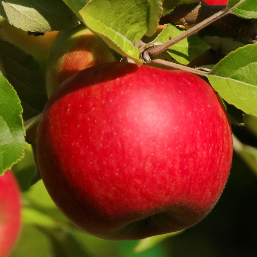 Apfelbaum Jonathan - Malus domestica (Harvest)