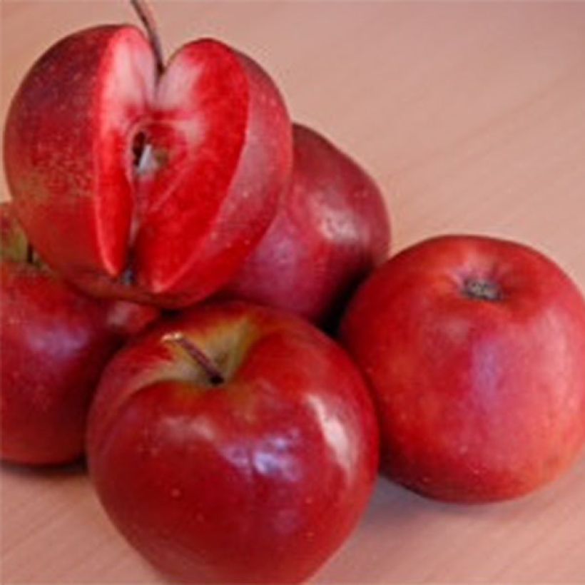 Apfelbaum Maggy - Malus domestica (Harvest)
