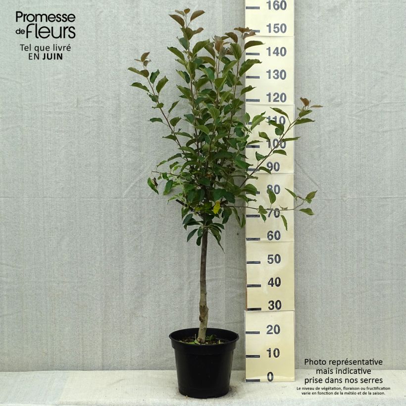Example of Apfelbaum Maggy - Malus domestica Topf mit 7,5L/10L, Gobelet-Form as you get in ete