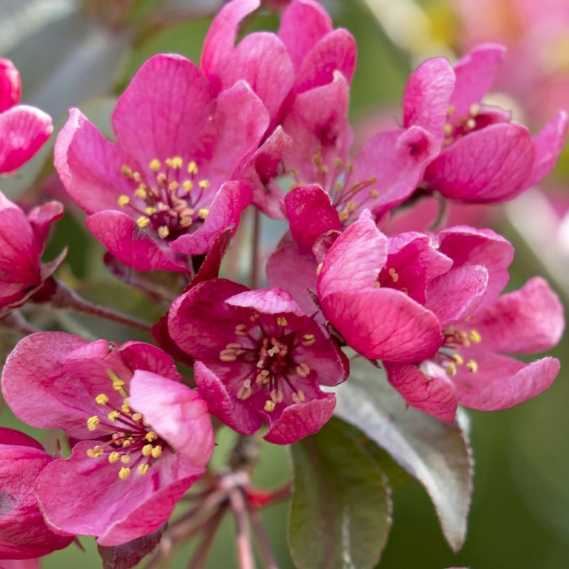 Zierapfel Apollo - Malus (Flowering)