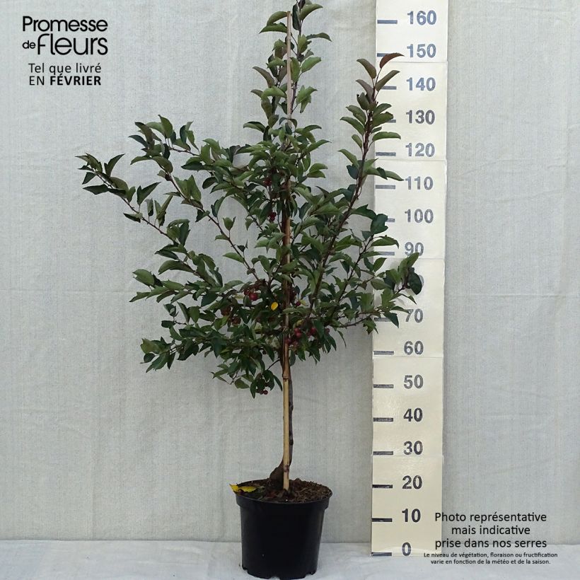 Example of Zierapfel Diable Rouge - Malus Topf mit 7,5L/10L as you get in automne