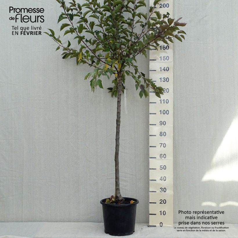 Example of Zierapfel Diable Rouge - Malus Topf mit 12L/15L as you get in automne