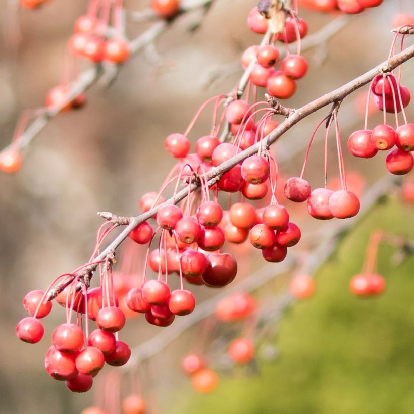 Zierapfel Sugar Tyme - Malus (Harvest)