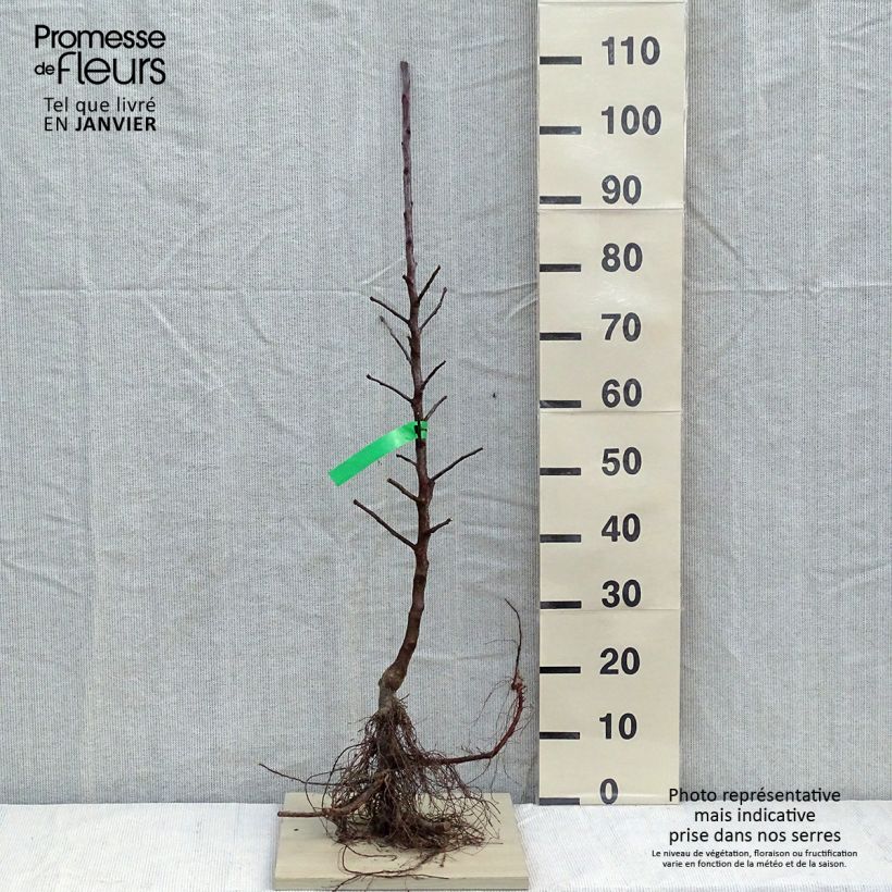 Example of Apfelbaum Belchard ou Chantecler - Malus domestica Wurzelnackt, Heister as you get in hiver