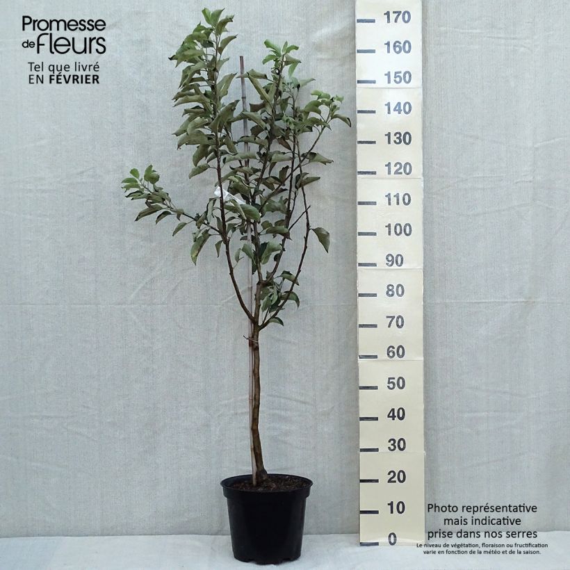 Example of Apfelbaum Idared - Malus domestica Topf mit 7,5L/10L, Gobelet-Form as you get in automne