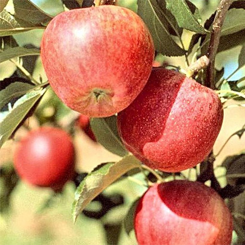Apfelbaum Melrose - Malus domestica (Harvest)