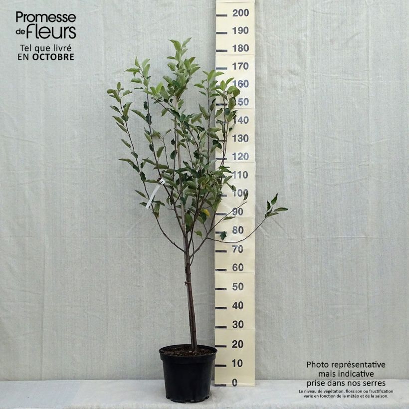 Example of Apfelbaum Melrose - Malus domestica Topf mit 7,5L/10L, Gobelet-Form as you get in automne