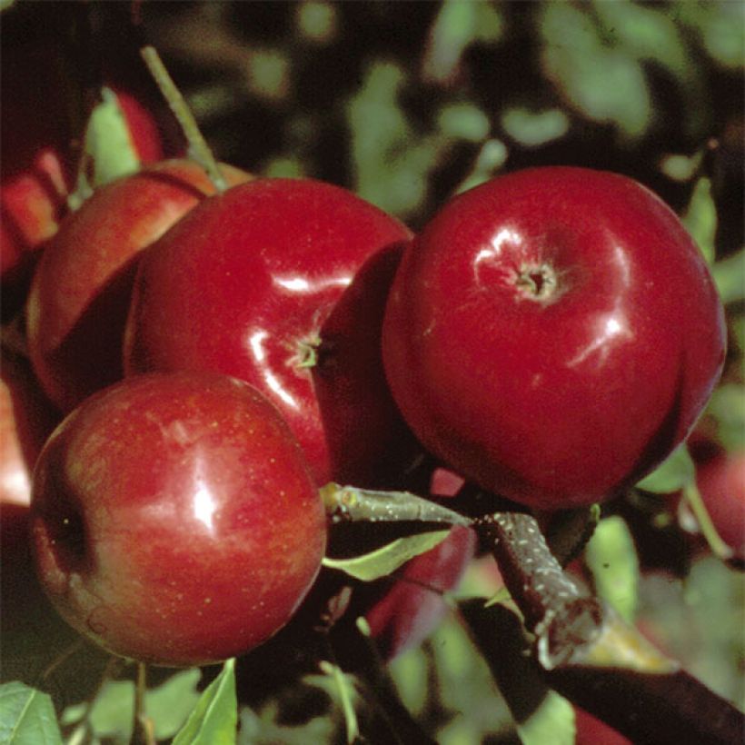 Apfelbaum Mondial Gala - Malus domestica (Harvest)