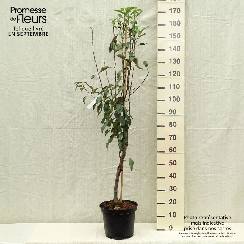 Example of Apfelbaum Museau de Lièvre - Malus domestica Topf mit 7,5L/10L, Gobelet-Form as you get in automne