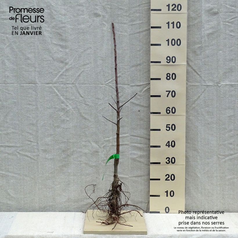Example of Apfelbaum Patte de Loup Bio - Malus domestica Wurzelnackt, Heister as you get in hiver