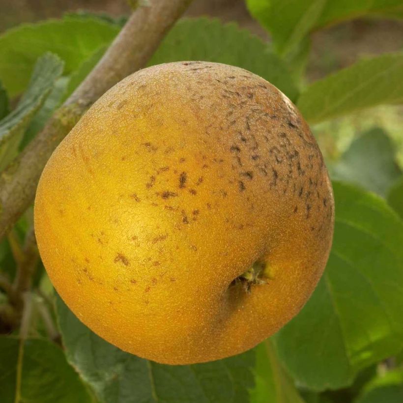Apfelbaum Patte de Loup Bio - Malus domestica (Harvest)