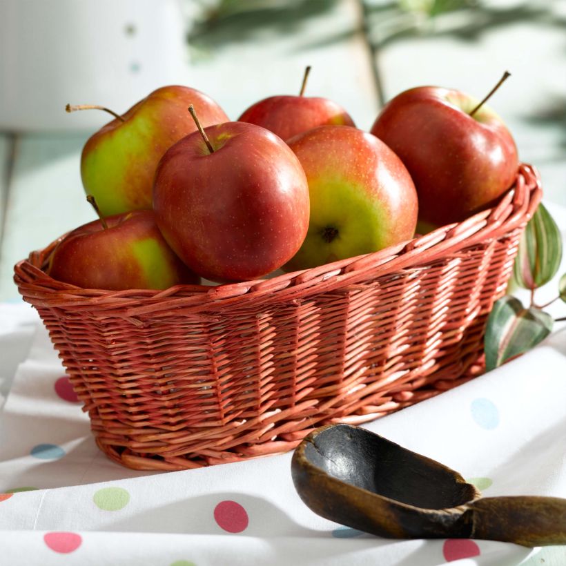 Apfelbaum Pomme des Moissons Delprivale - Malus domestica (Harvest)